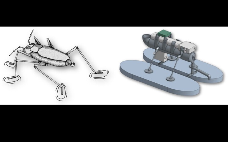 Иллюстрация водомерки (слева) рядом с роботом.