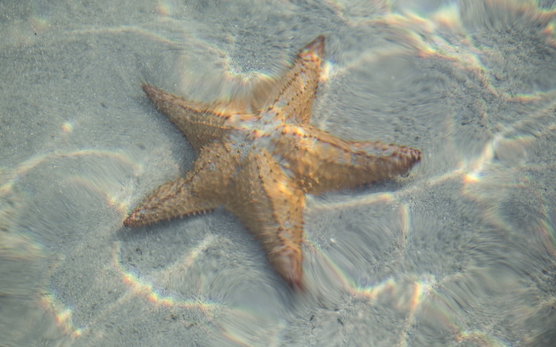 Форма тела морской звезды заставляет воду, текущую по сторонам, отводиться вверх, толкая животное вниз.