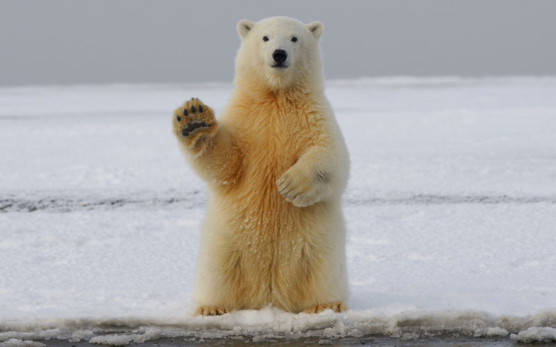 Крошечные структуры на подушечках лап медведей позволяют им более свободно передвигаться по льду и снегу.