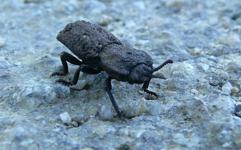 Дьявольский броненосный жук Nosoderma diabolicum, одно из самых стойких созданий природы.
