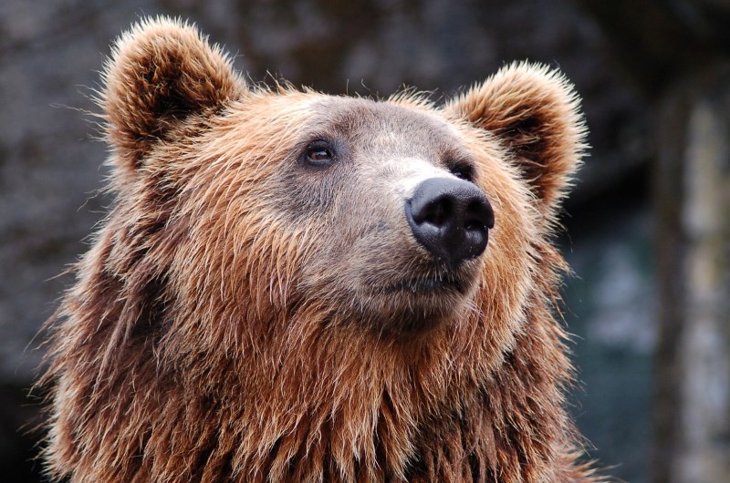 Бурый медведь, обитающий в западных районах Канады и на Аляске - Гризли.