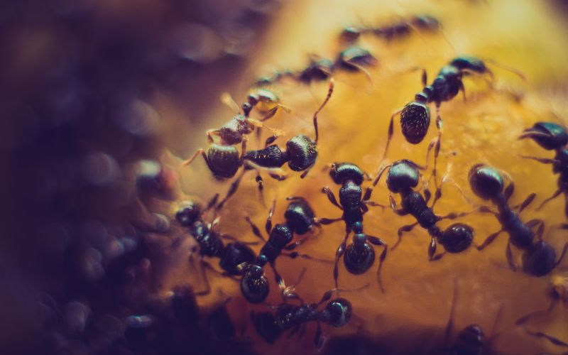 Ученые в Германии подсчитали, сколько муравьев на Земле.