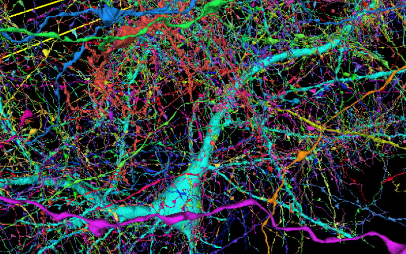 Цветная карта примерно 4000 входящих аксонов, подключенных только к одному нейрону.