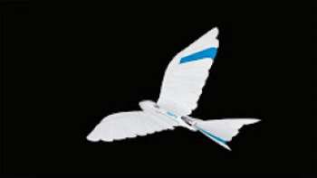 Благодаря внимательному взгляду на крылья в природе, BionicSwifts являются ловкими, проворными и могут даже летать петлями и крутыми поворотами. Пять искусственных ласточек могут двигаться скоординированным и автономным образом в определенном воздушном пространстве, взаимодействуя с внутренним GPS-приемником на основе сверхширокополосных радио сигналов. Изящные полеты роботов-стрижей.