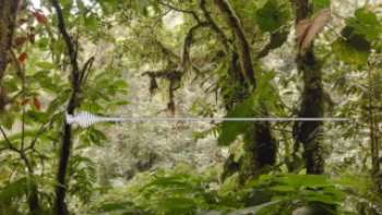Мониторинг вырубки лесов в Амазонке с помощью звуков.