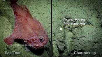 Некоторые из основных моментов деятельности 2017 года NOAA Ship Okeanos Explorer. NOAA Ship Okeanos Explorer - Основные моменты 2017 года.