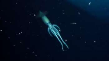 Это глубоководное животное удивило ученых OceanX, когда они заметили его на камеру во время экологического исследования кораблекрушения в Красном море. Ученые обнаружили гигантское «загадочное существо», исследуя место кораблекрушения.