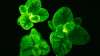 Министерство сельского хозяйства США одобрило продажу потрясающих биолюминесцентных «петуний-светлячков».